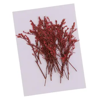 20 шт. окрашенных в красный цвет прессованных цветов лимония, сухоцветов для поделок